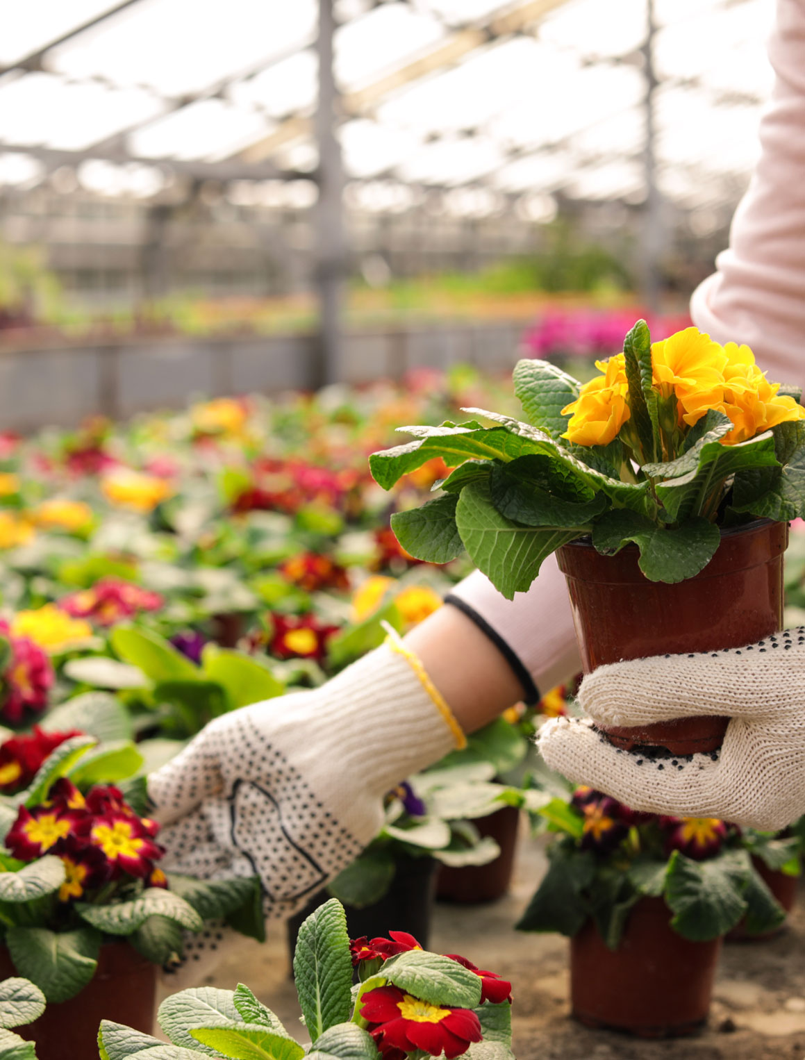 Arbuckle Greenhouses Family owned and operated greenhouse in Southern